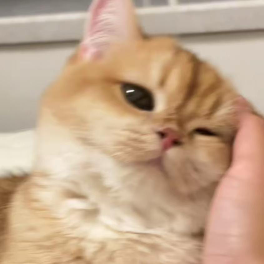 一口满满🐈