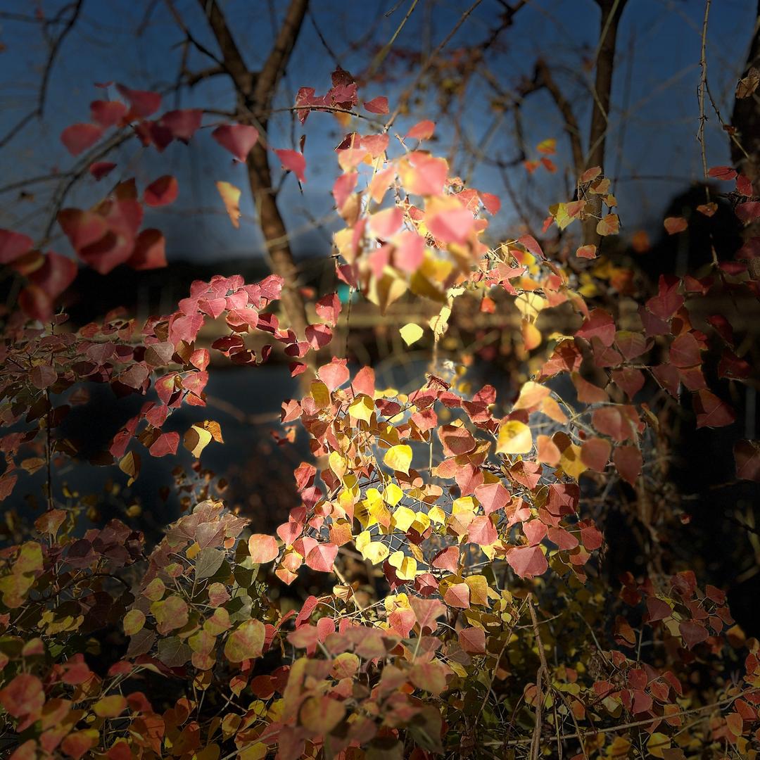 苗姑姑🥂独孤依人醉