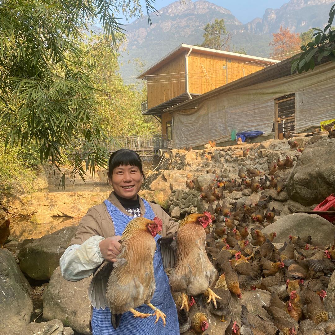 爱姐散养清远鸡