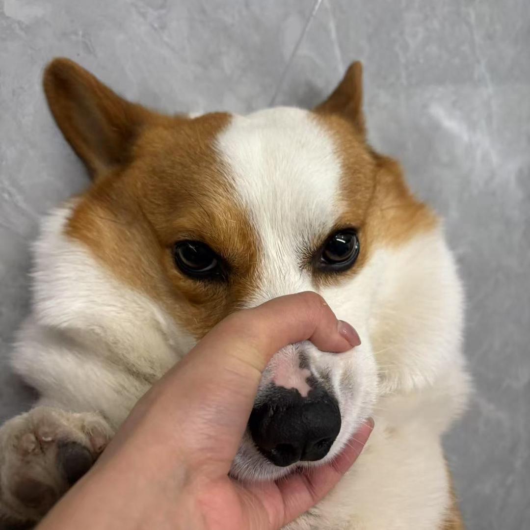 皮蛋是只烤面包