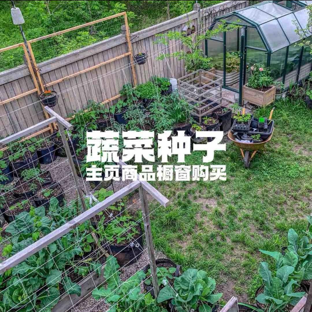 Dave-戴夫