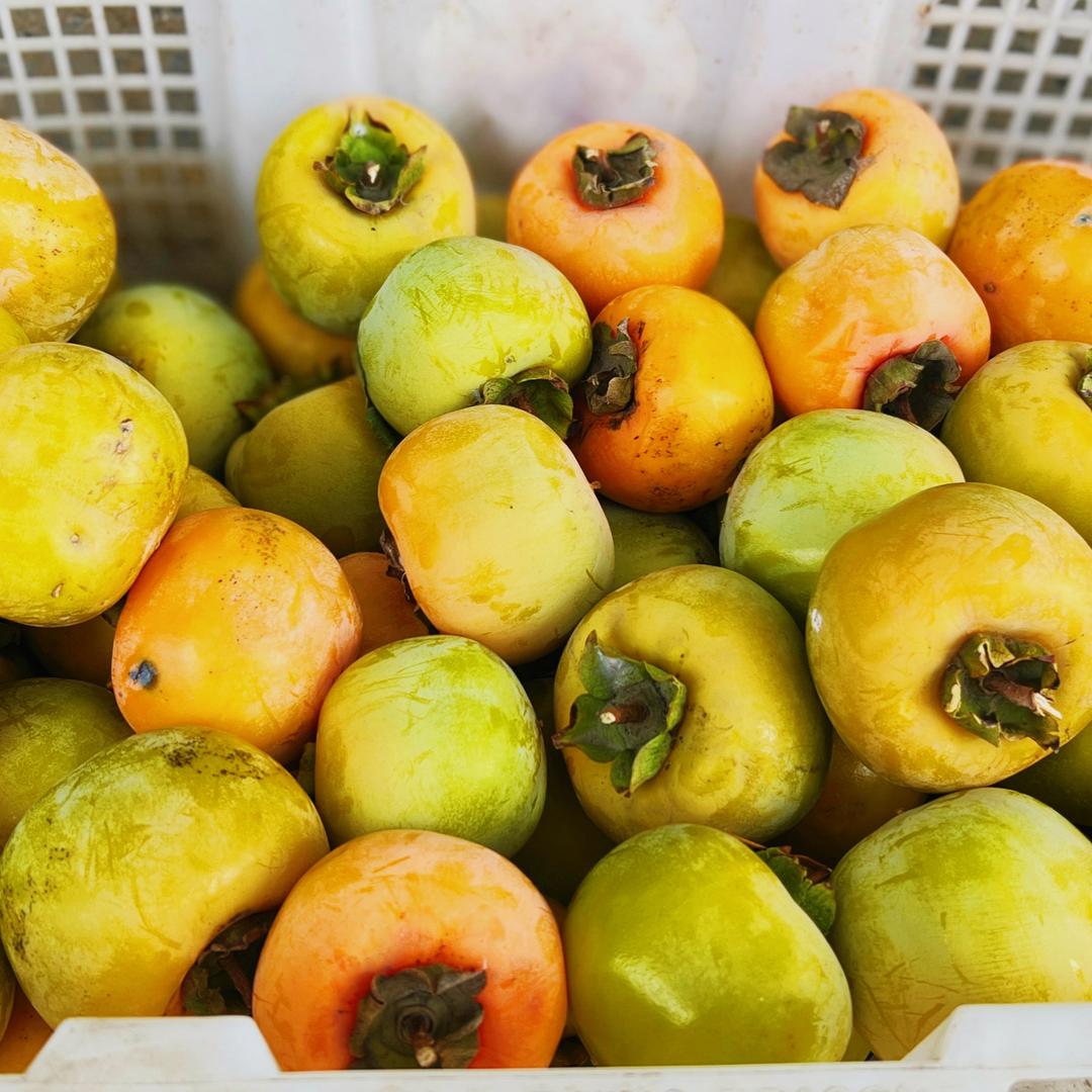 大西洋里的臭咸鱼