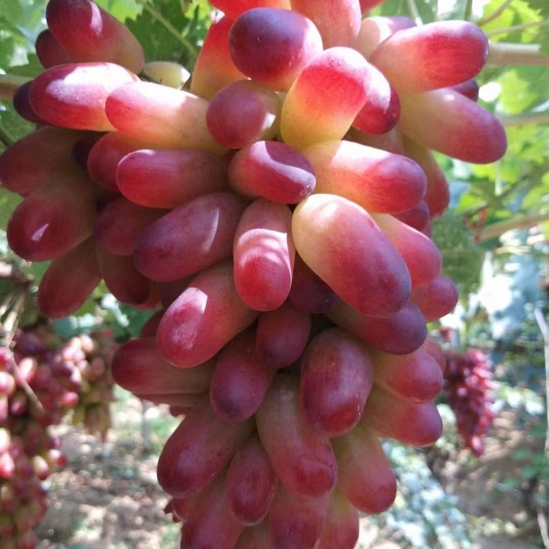 怀来夹河沙土地葡萄