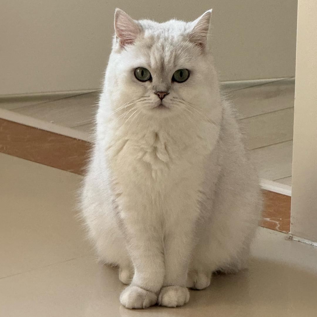 三只喵