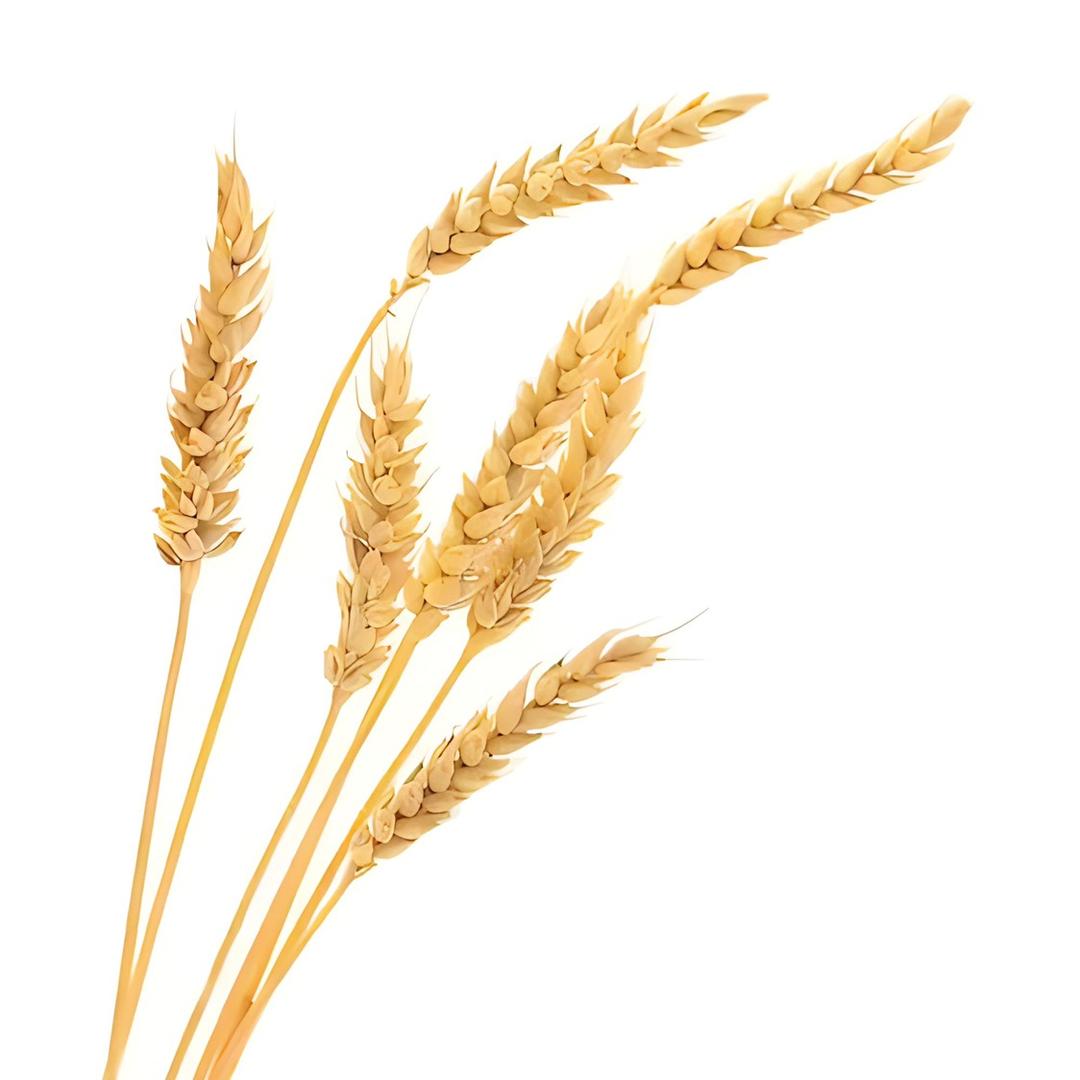 一🥣小米周🌾