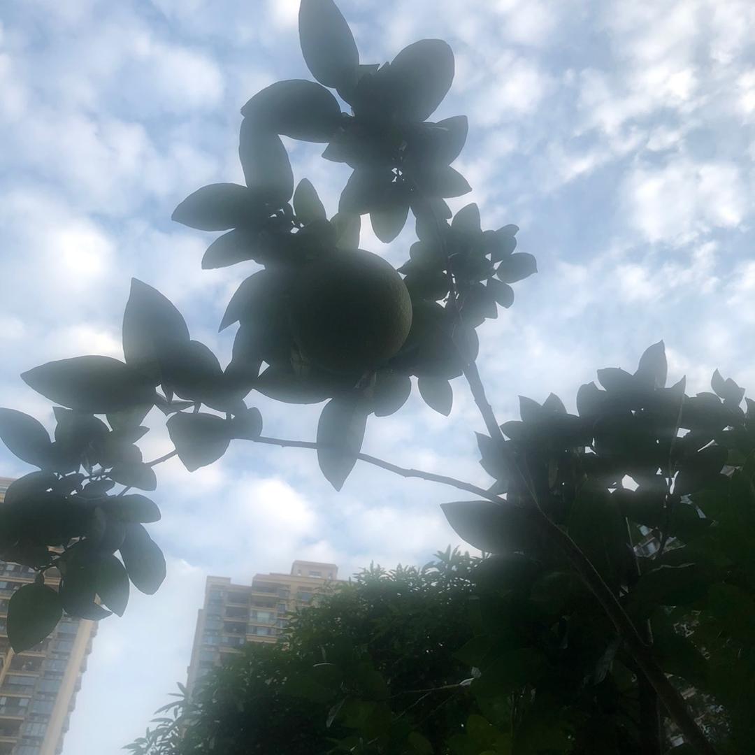 癞蛤蟆吻青蛙
