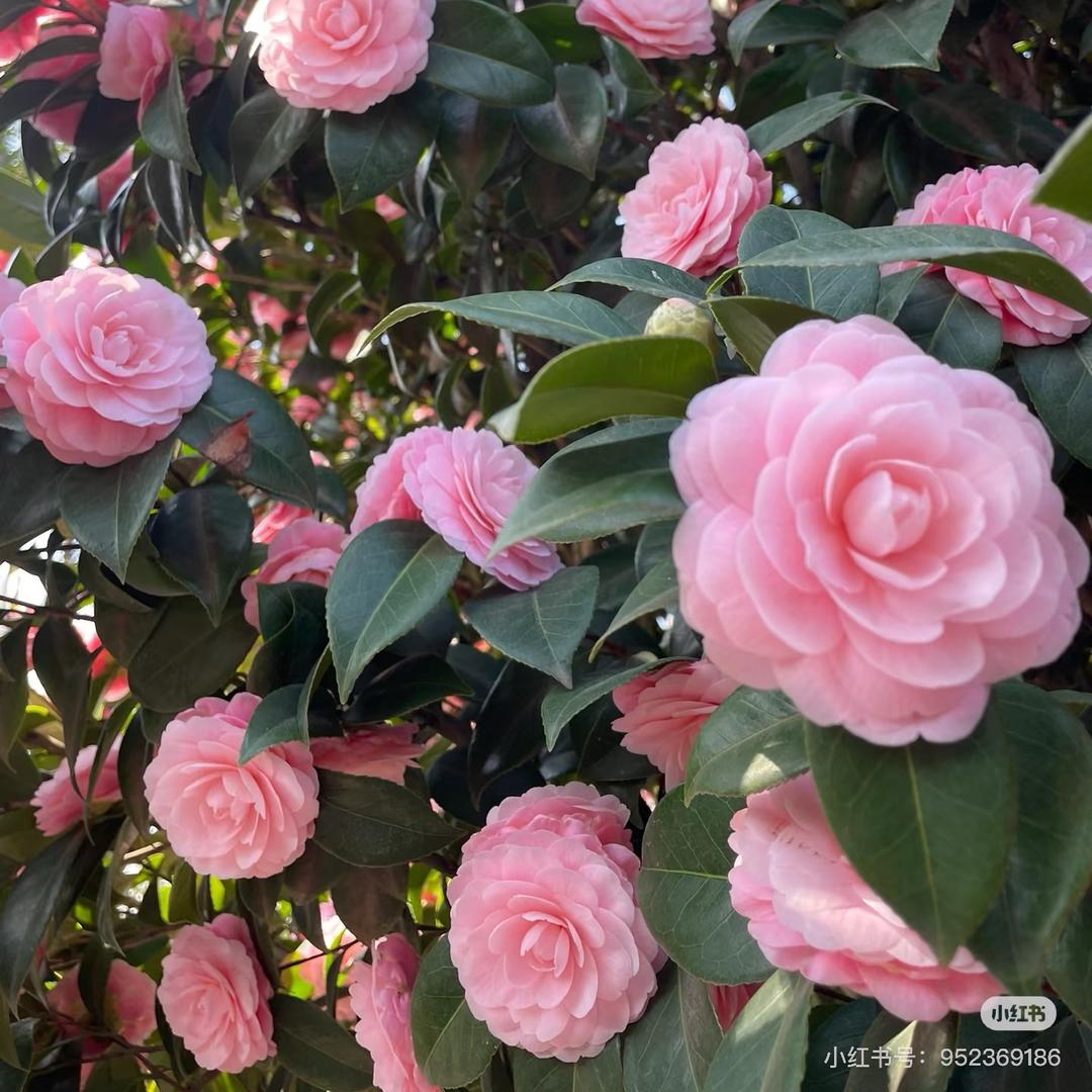 秋禾绿植花卉供应链花海