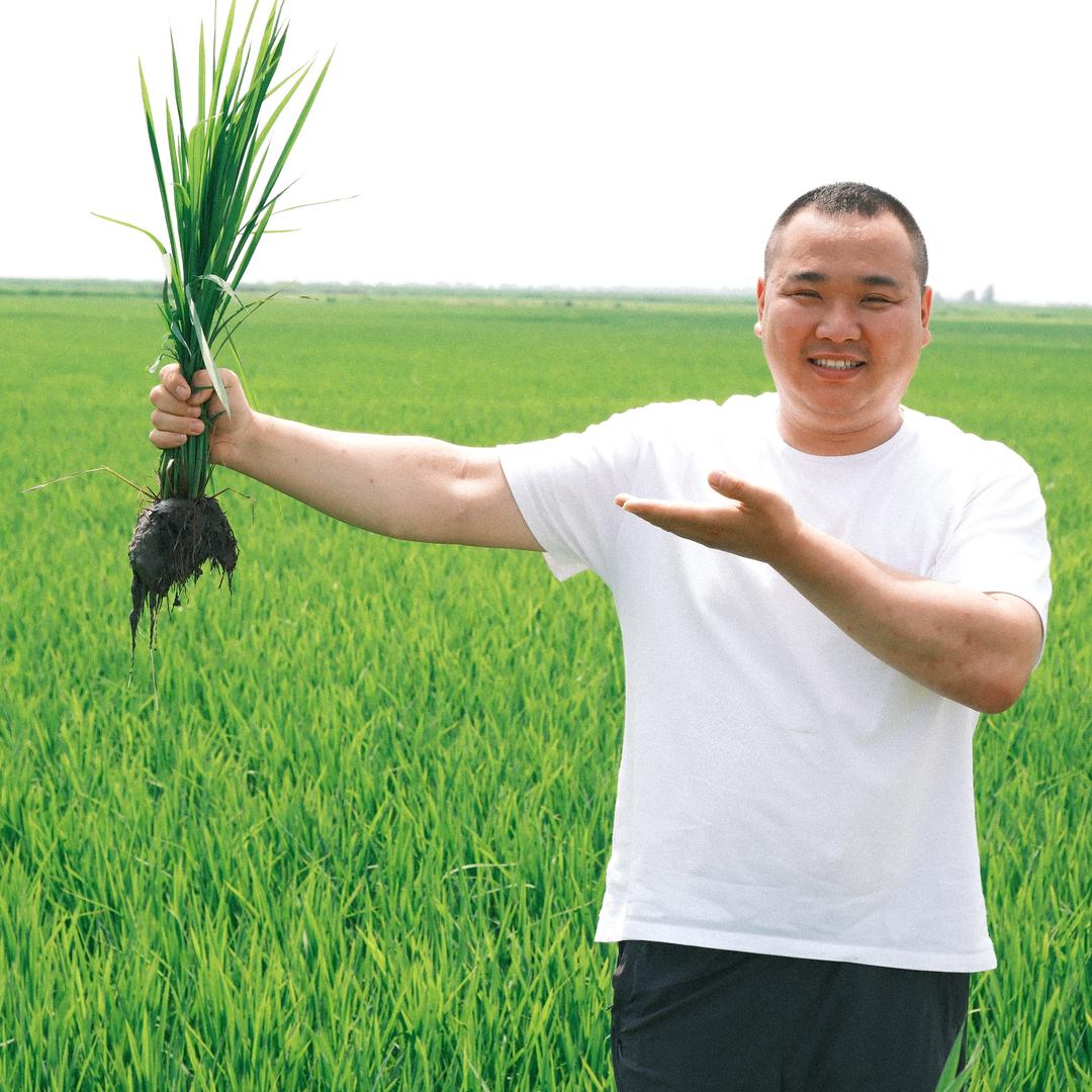 杨小宝五常大米