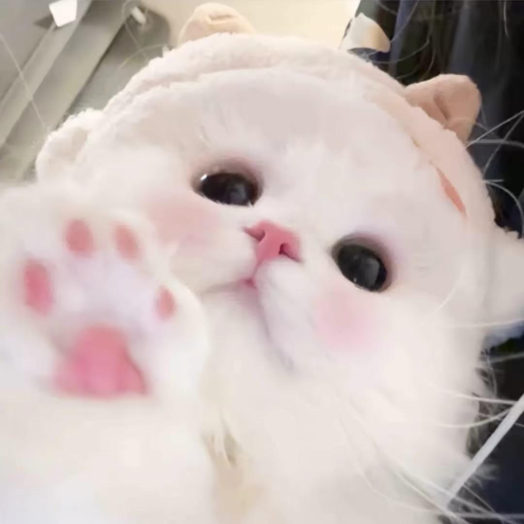 icaTvT