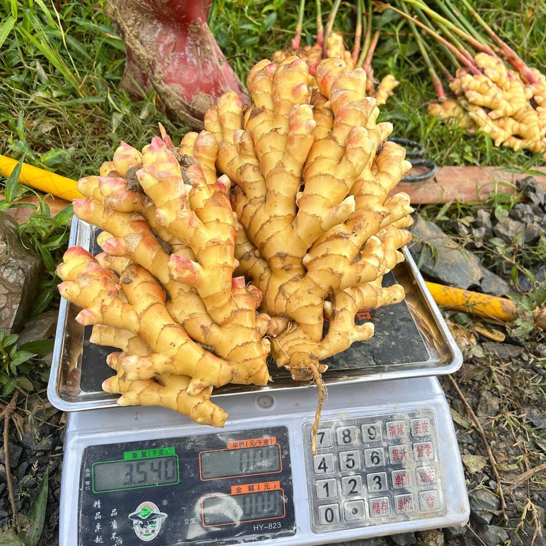 生姜种植 种姜人楚