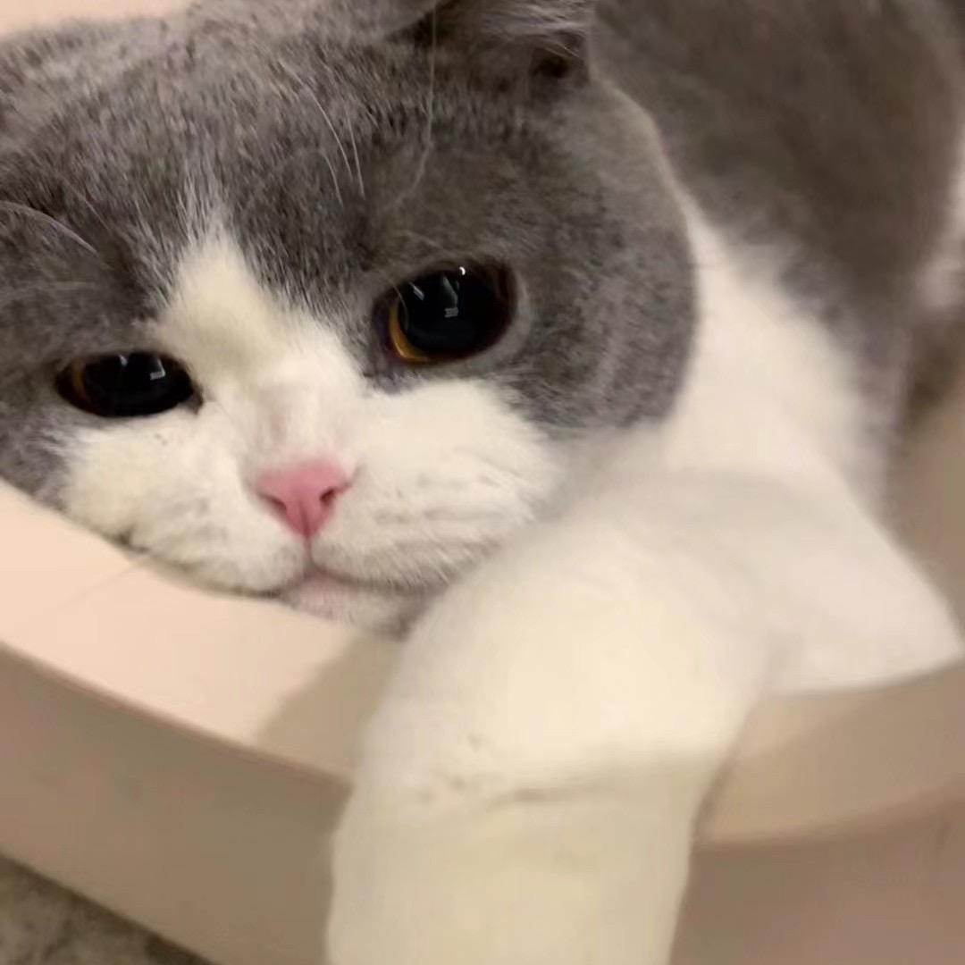 小白超可爱