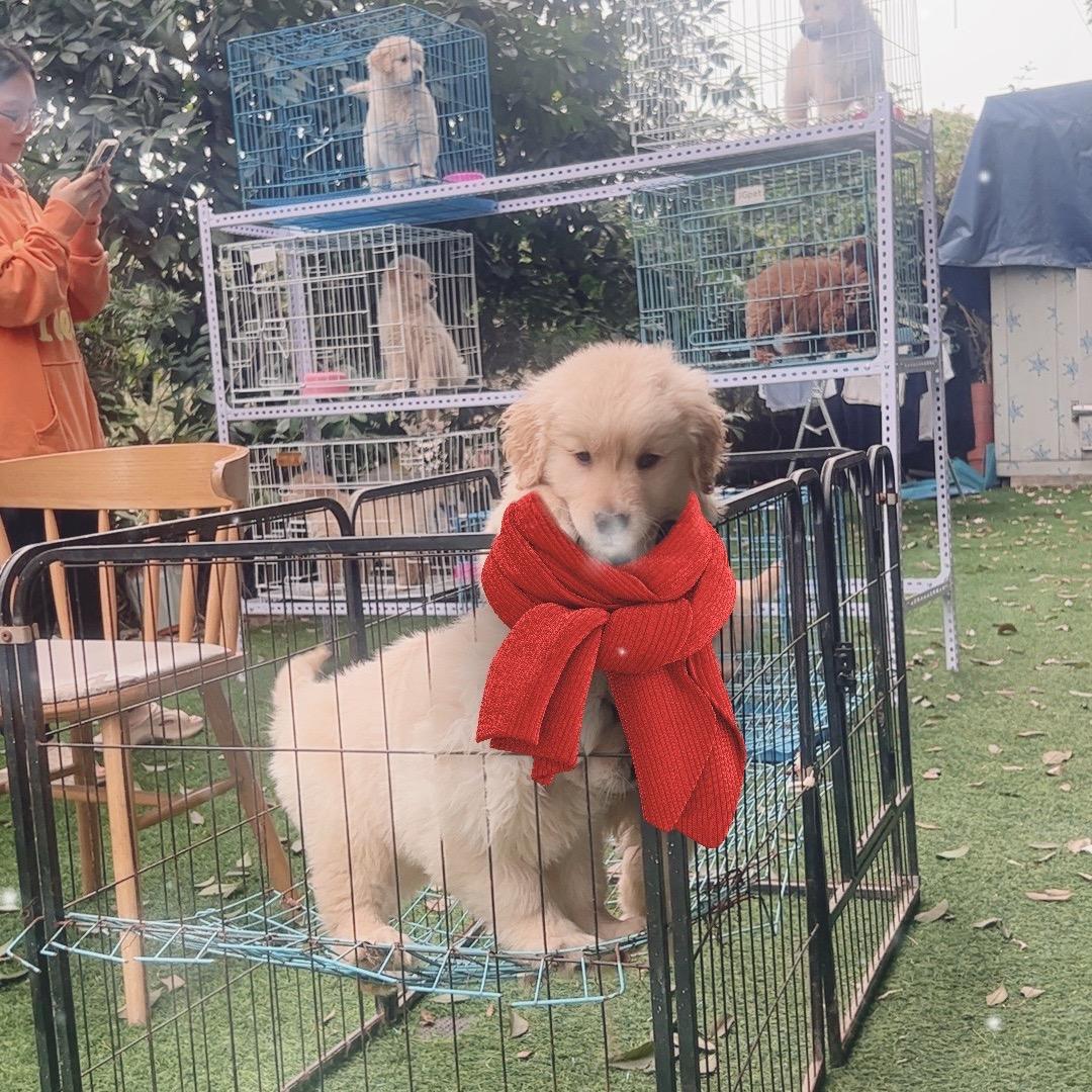 贤鲁岛狗大王萌宠