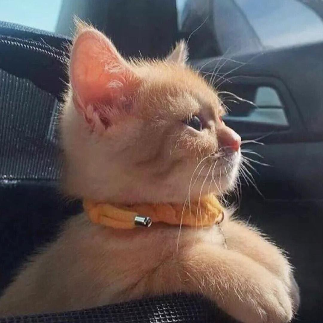 胡同里的猫七姑娘