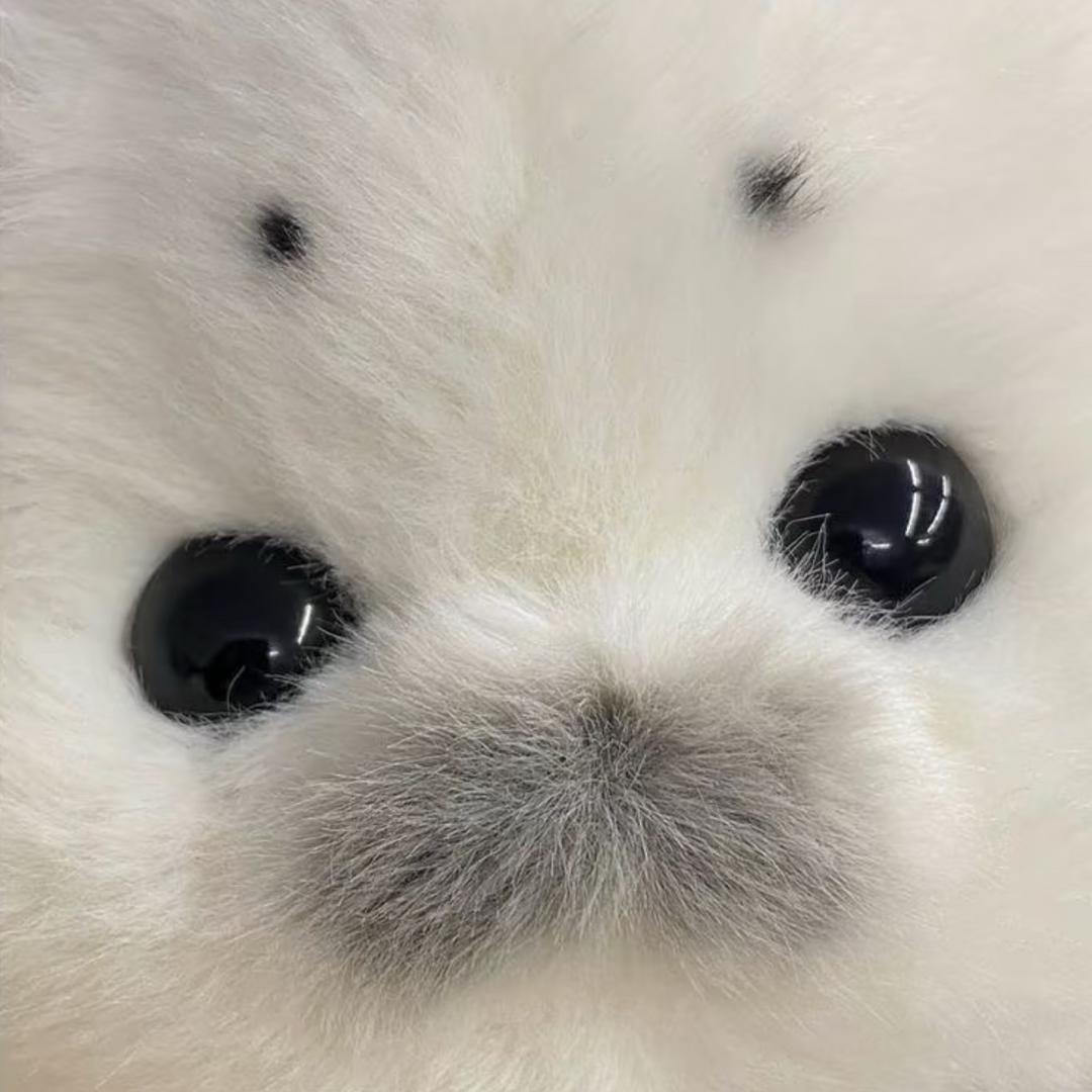 狗子坐凳子不喜欢穿裤子