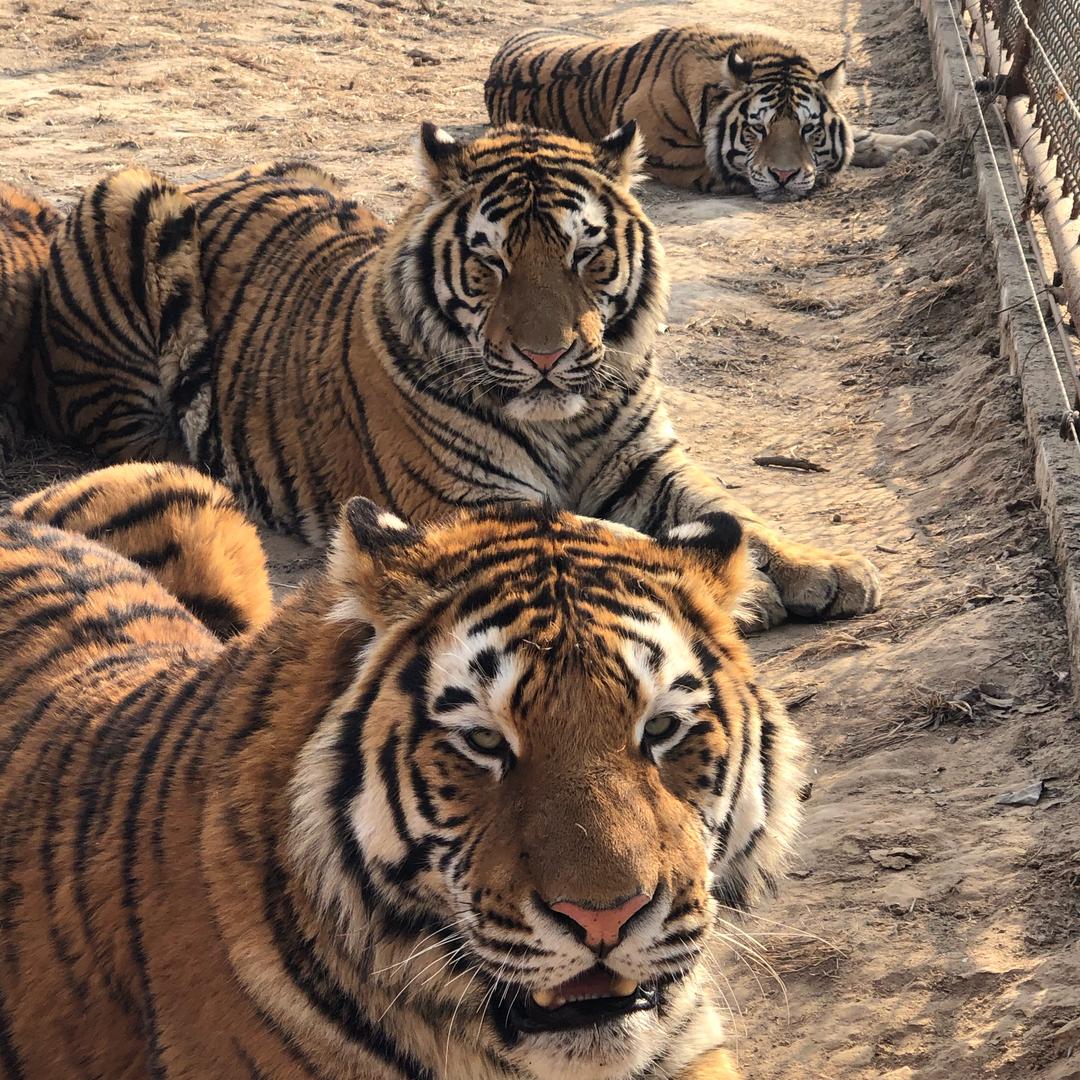 星期天逛动物园