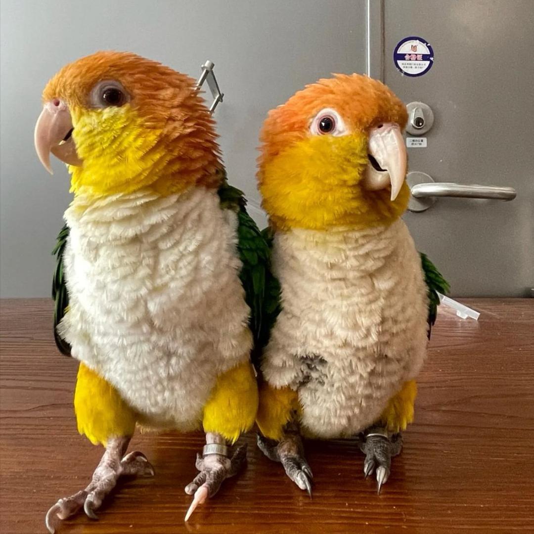 康哥聊鹦鹉