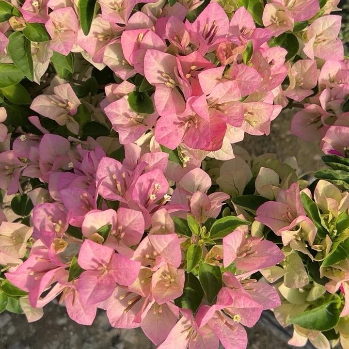三角梅花匠