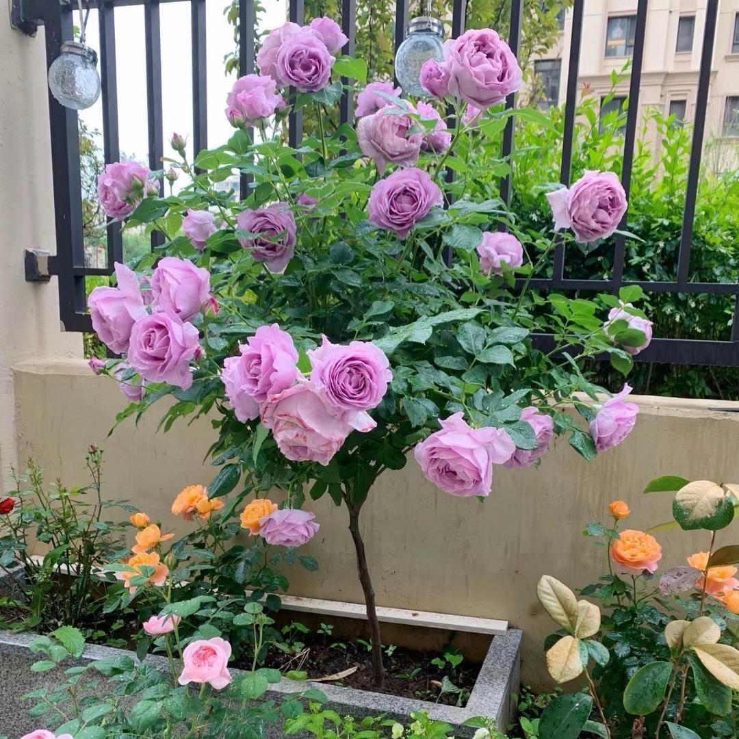 芹艺优选户外装备店