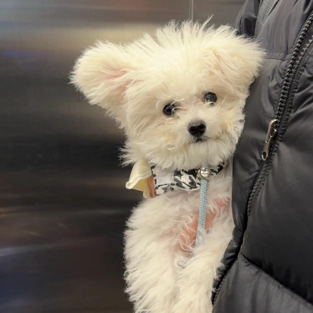 杉的猫&狗🐱🐶