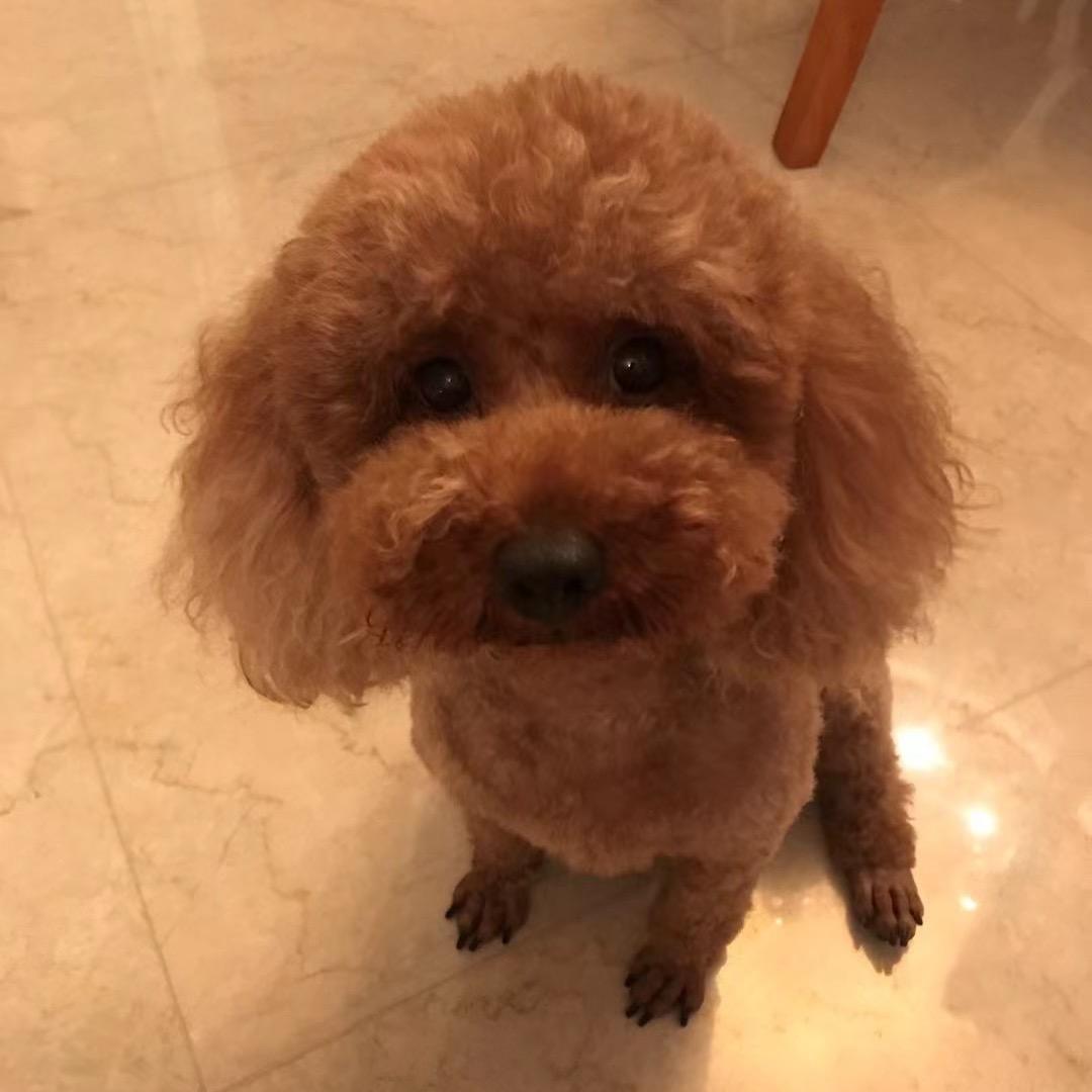 崔皮五花肉