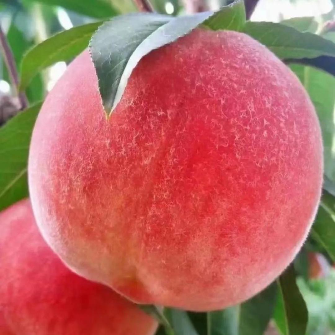 桃子
