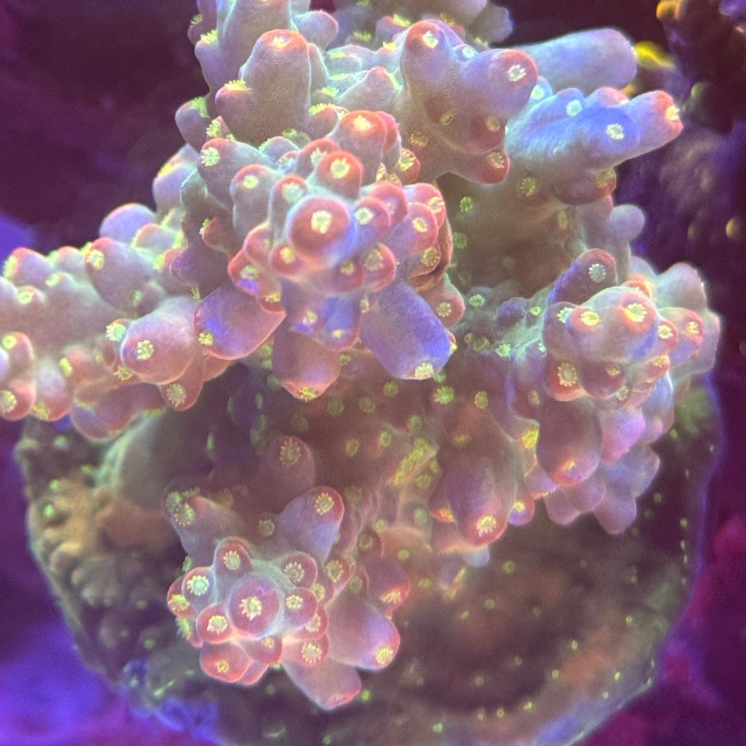 沈阳长白岛FOS海水