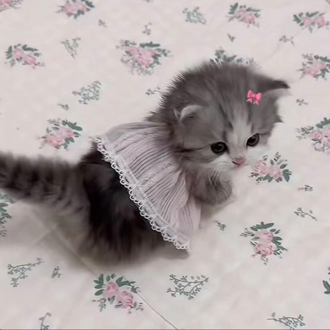 ㅤㅤㅤㅤ ㅤㅤㅤㅤ ㅤㅤㅤㅤ