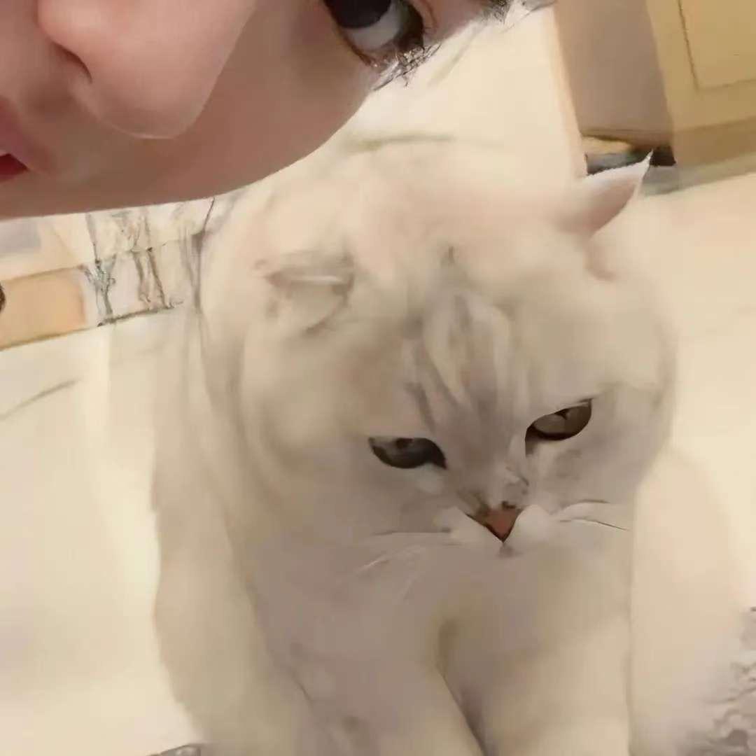 是球子呐