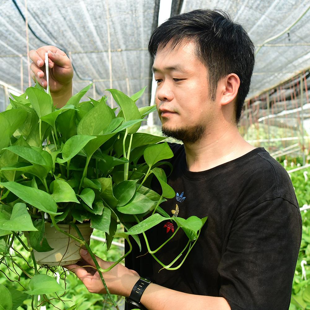 二月风绿植
