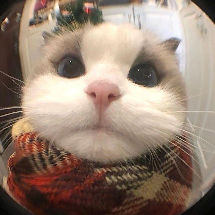 只吃猫山王烤榴莲