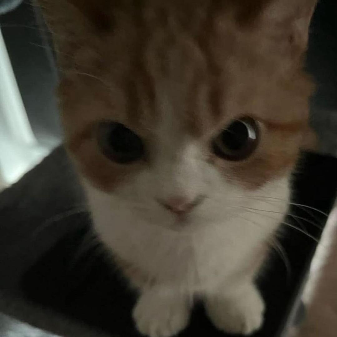 卡米诺动漫文娱周边