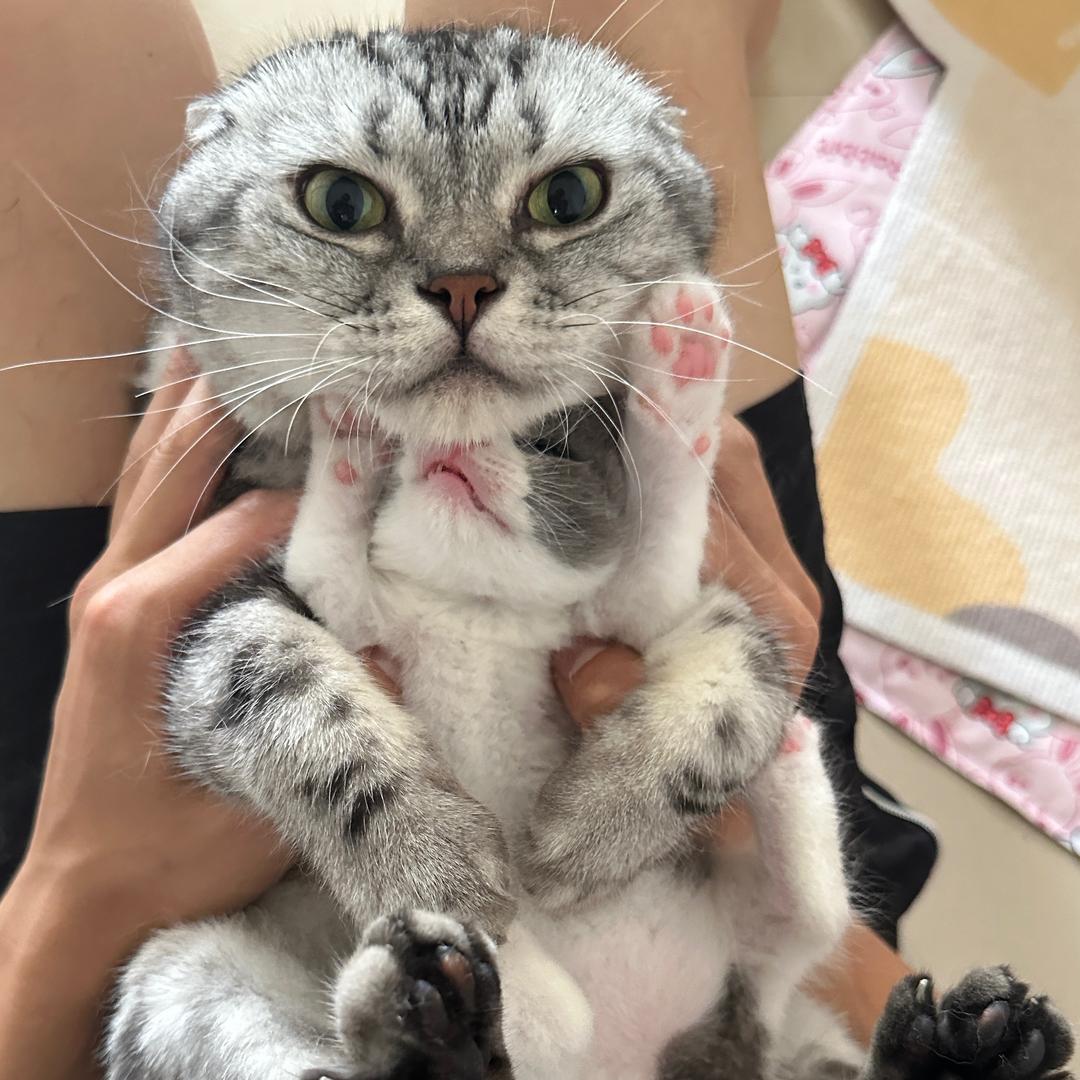 小河的貓🐈