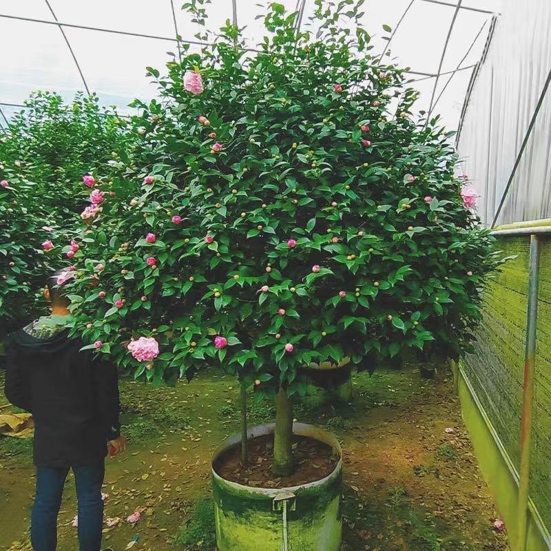 萌特茶花