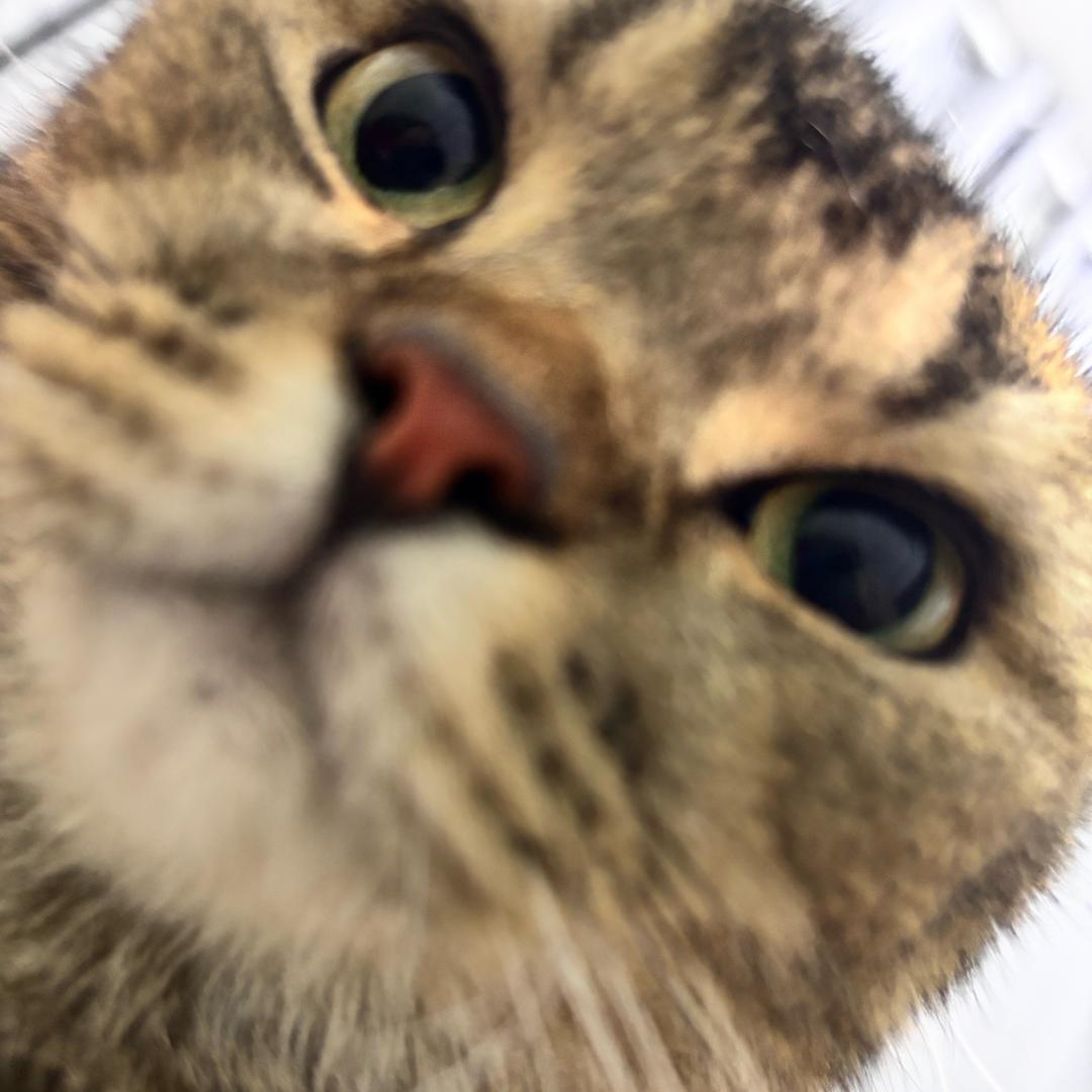 阿顾（努力生存版