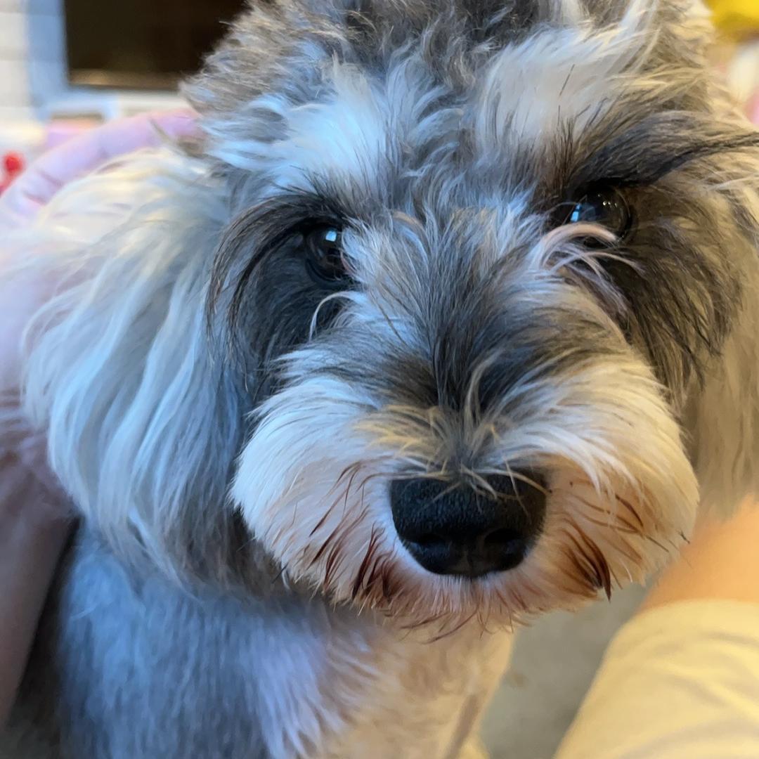 牛牛玩具总动员i