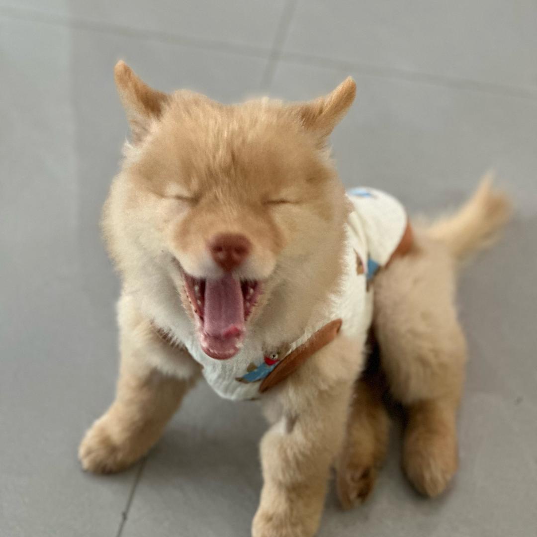 是橘子不是桔子🍊