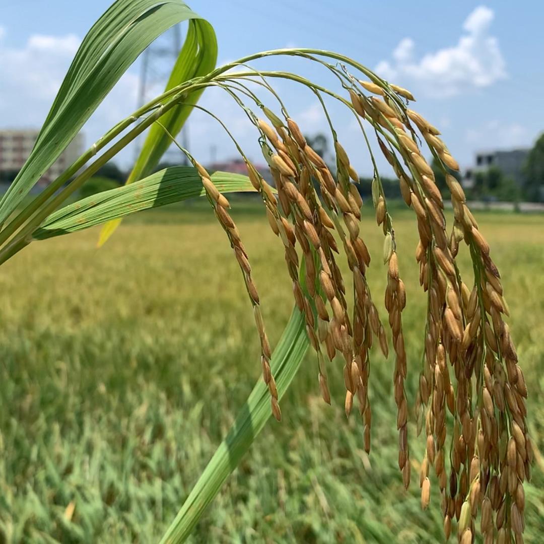 橙橙农产品精选店