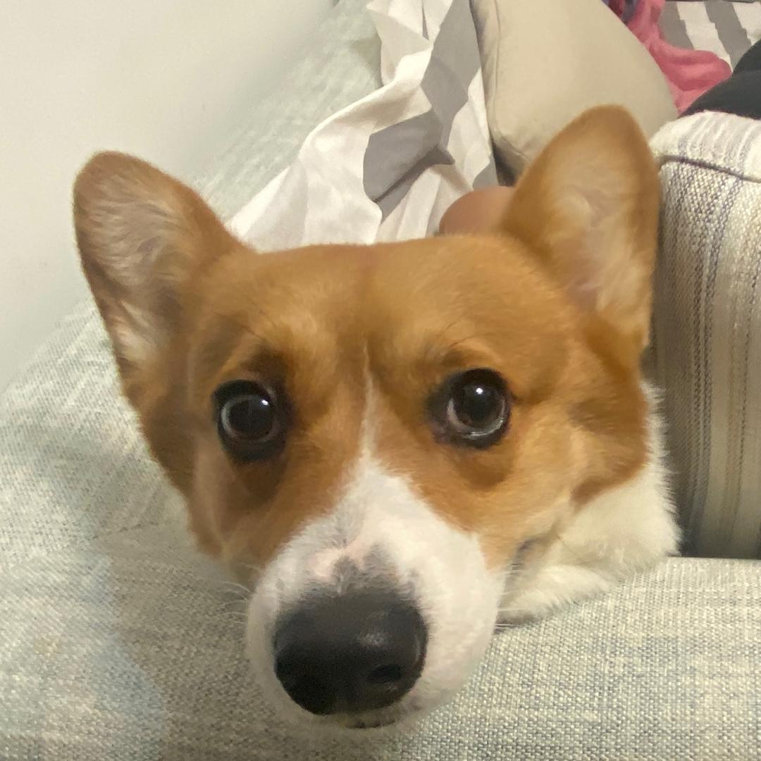 板凳狗