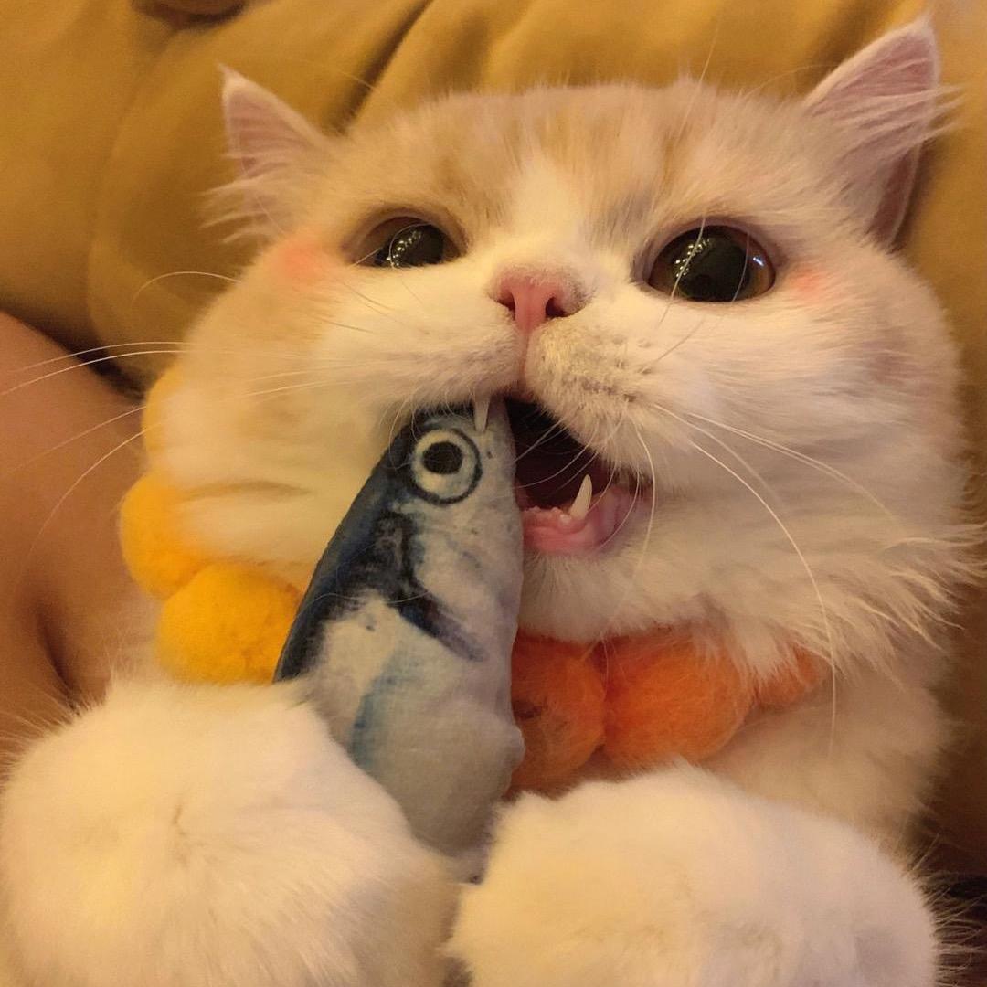 🌈以大橘为重🌈