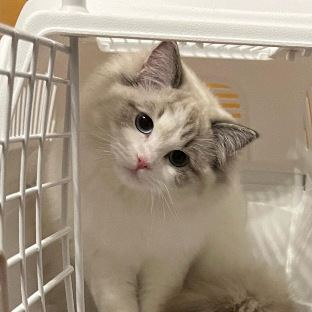 糯米是只猫