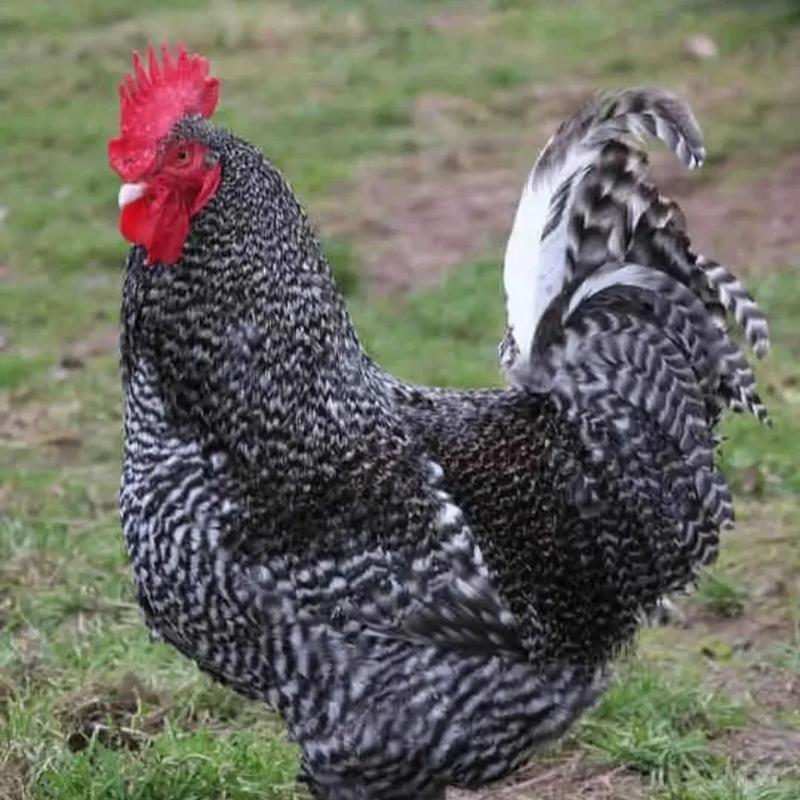 嘉祥双发宠物臻选阁