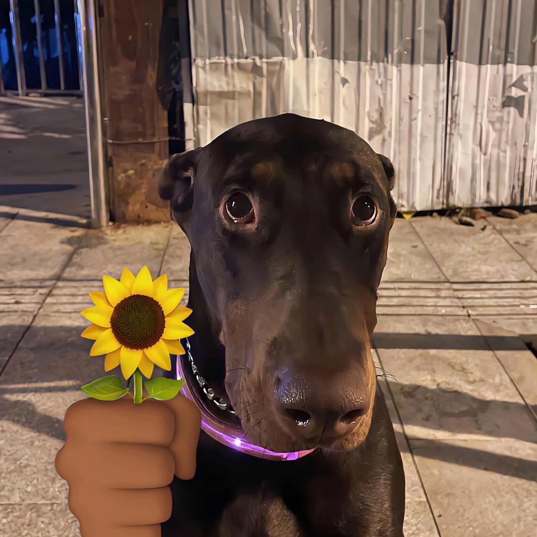 快乐小狗🐕