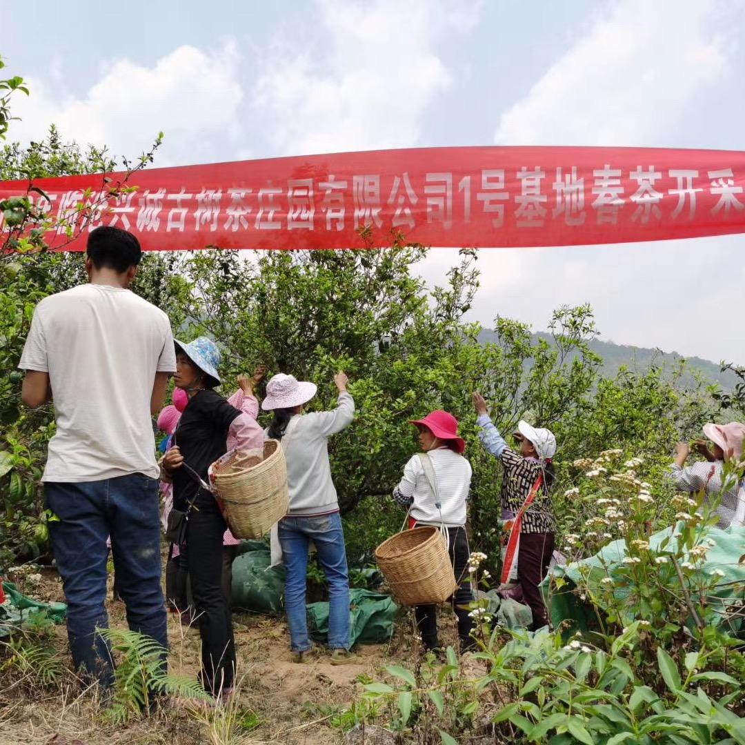 兴诚古树茶庄园有限公司～临沧总店