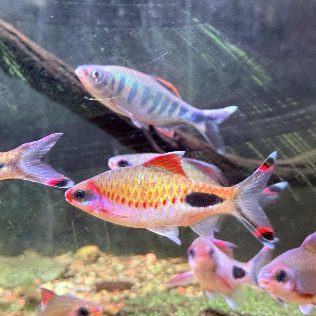 【小莫水族】工作室