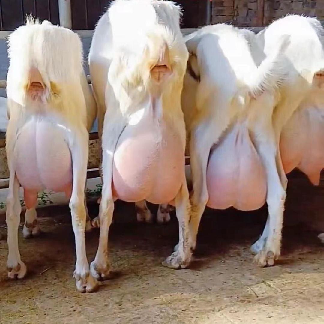 黄老板奶山羊养殖基地