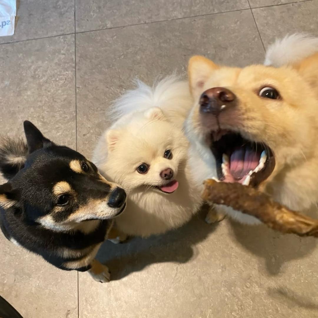 老工