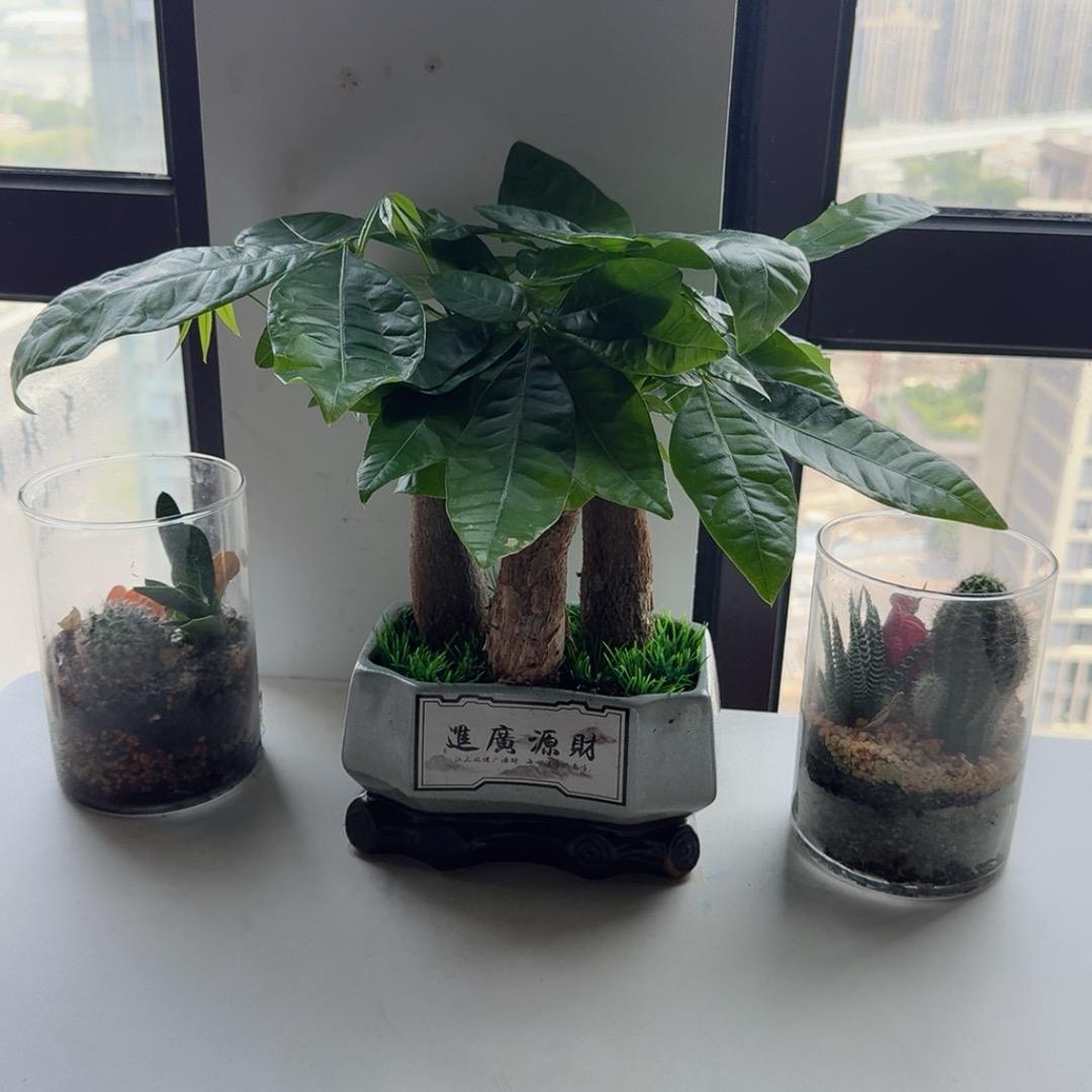 羽墨