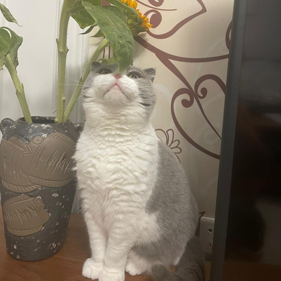 小美和大壮
