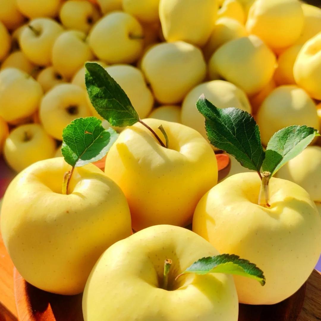 维纳斯黄金苹果