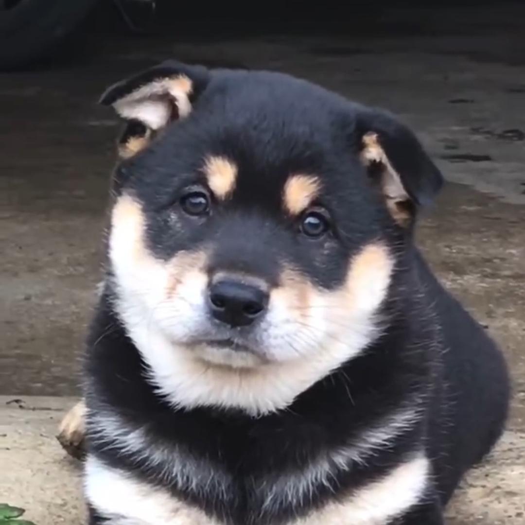 麦小沟🐶